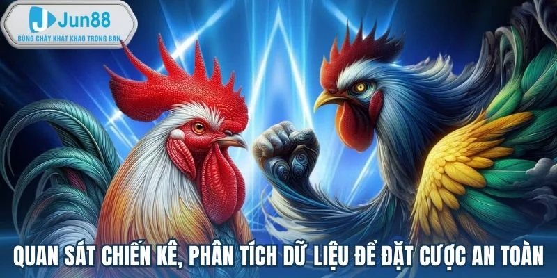 Quan sát chiến kê, phân tích dữ liệu để đặt cược an toàn Quan sát chiến kê, phân tích dữ liệu để đặt cược an toàn
