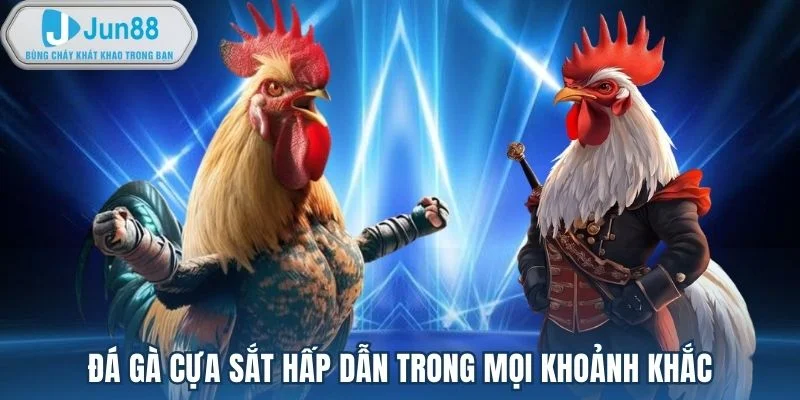 Đá gà cựa sắt hấp dẫn trong mọi khoảnh khắc Đá gà cựa sắt hấp dẫn trong mọi khoảnh khắc